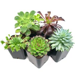 Succulent Plants (5 Pack)
