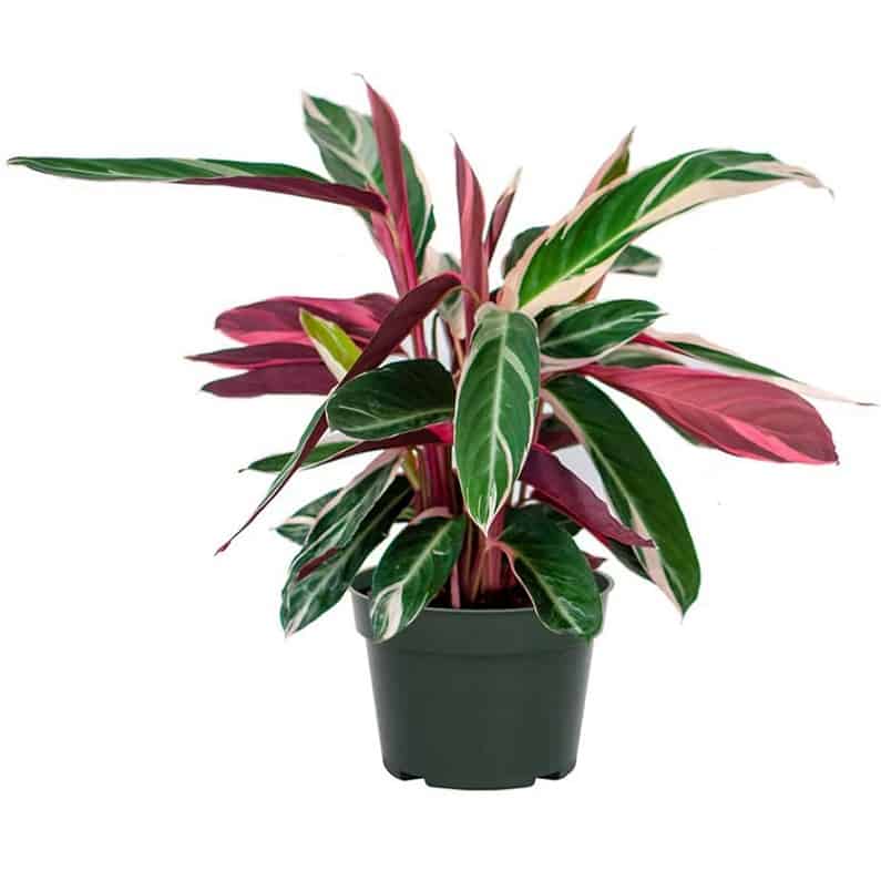Tricolor Stromanthe Easy-to-Grow Live Prayer Plant